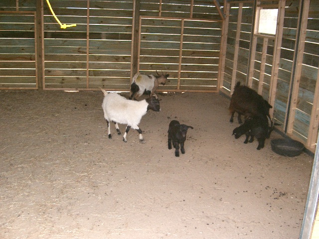 barngoats.jpg